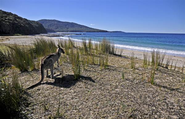 Pebbly Beach (9/03/2013 8:07:22 PM)