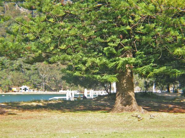 Currawong Beach Cottages & Basin Campground -  Ku-ring-gai Chase National Park (10/03/2013 9:47:40 PM)