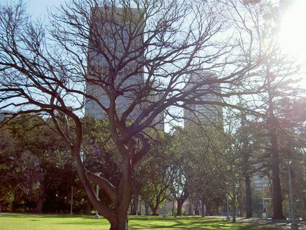 Hyde Park and Archibald Fountain - Sydney CBD (11/03/2013 1:12:52 PM)