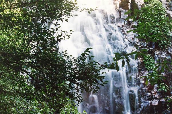 Tristania Falls - Dorrigo National Park (11/03/2013 2:54:22 PM)