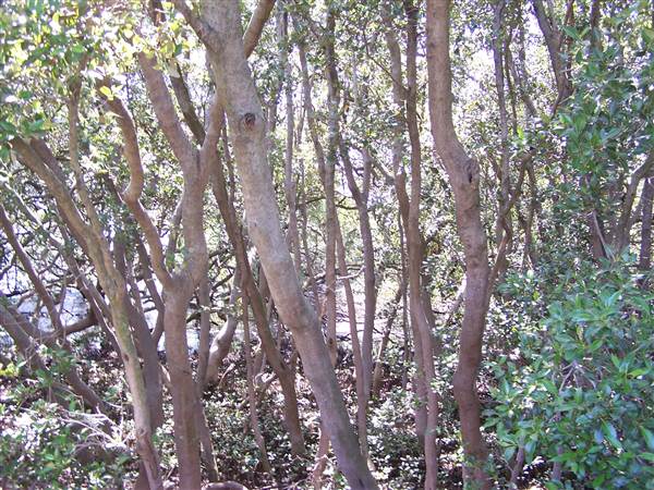 Jannali Reserve Wetlands (16/04/2013)
