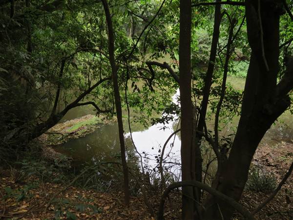 Booyong Flora Reserve (11/04/2013)