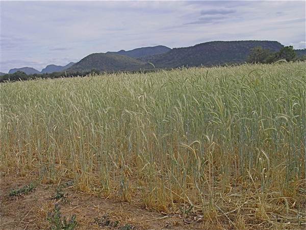 Baradine to Coonabarabran road (26/04/2013)