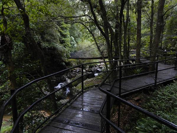 Minnamurra Rainforest Walk (28/02/2011)