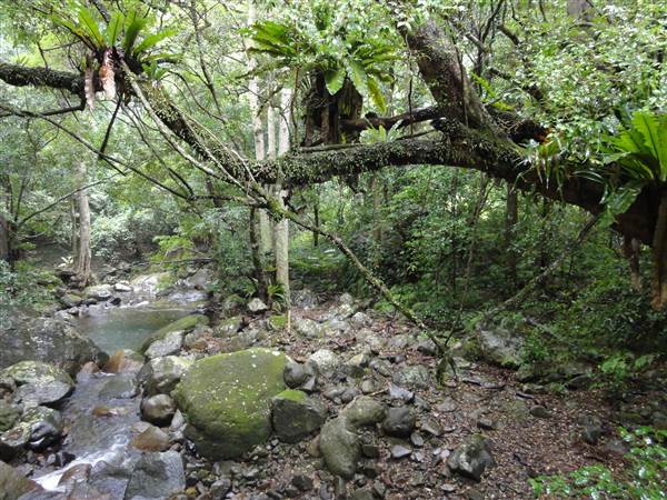 Minnamurra Rainforest Walk (28/02/2011 - Credits: Tony Brown/SISE)