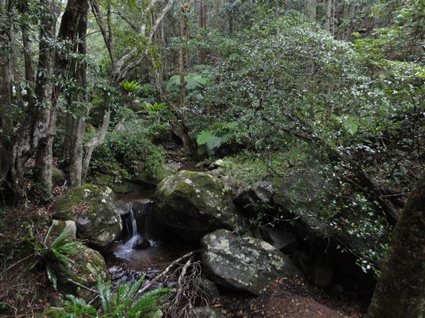 Minnamurra Rainforest Walk (28/02/2011 - Credits: Tony Brown/SISE)