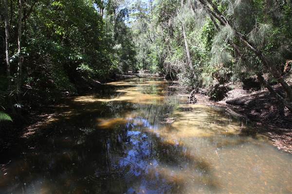 Bushland Creek - 5D (28/11/2013 - Credits: Luke Torrevillas)