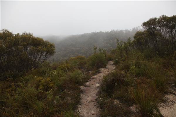 Mt Banks (28/11/2013)