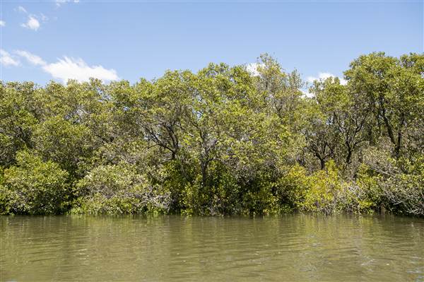 Georges River (5/12/2013)