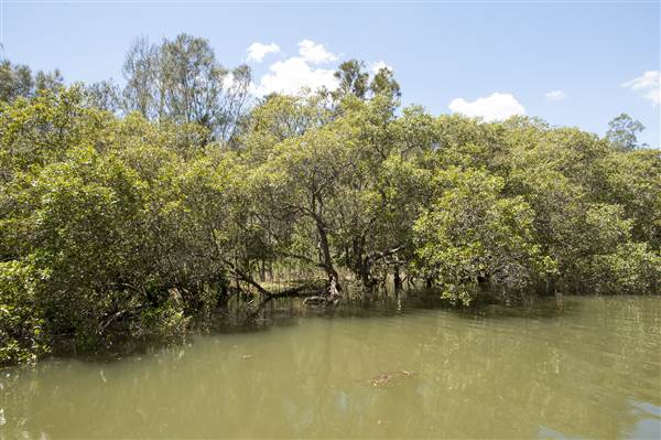 Georges River (5/12/2013)
