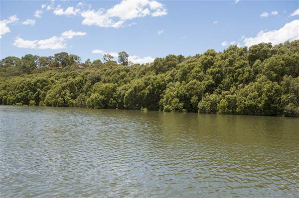 Georges River (5/12/2013)