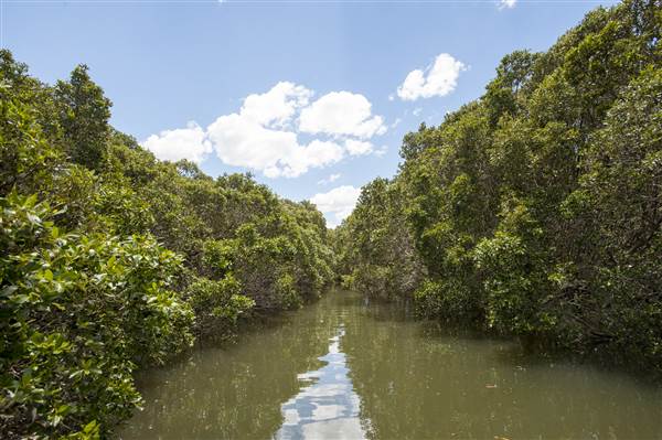 Georges River (5/12/2013)