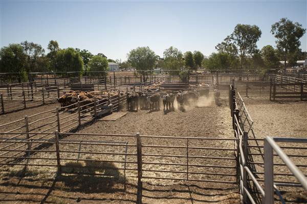 Coonamble (26/11/2013)