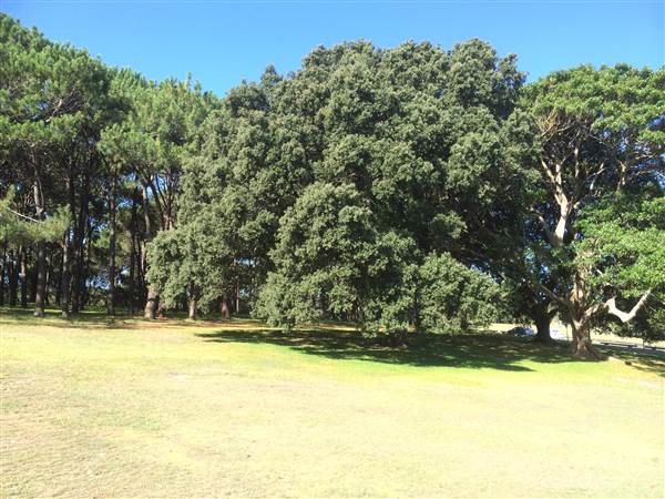 Centennial Park (26/06/2014)