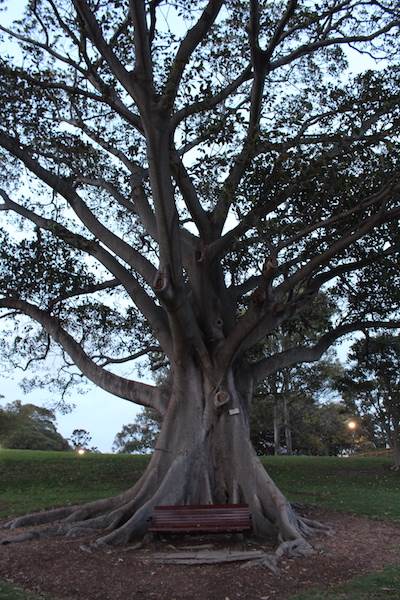 Mrs. Macquarie's Point - Royal Botanic Garden Sydney (24/10/2014)