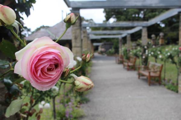 Rose Garden & Pavilion - Royal Botanic Garden Sydney (24/10/2014)