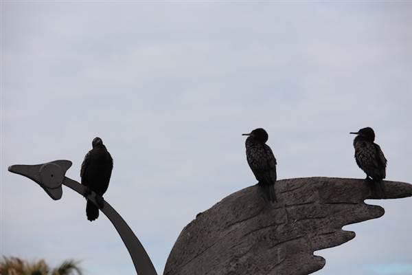 Centennial Park - Duck Pond (24/10/2014)