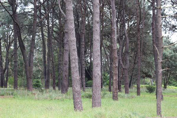 Centennial Park - Equestrian Grounds (24/10/2014)