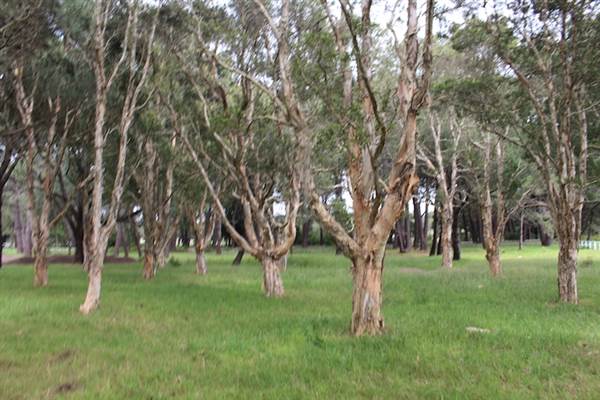 Centennial Park - Equestrian Grounds (24/10/2014)
