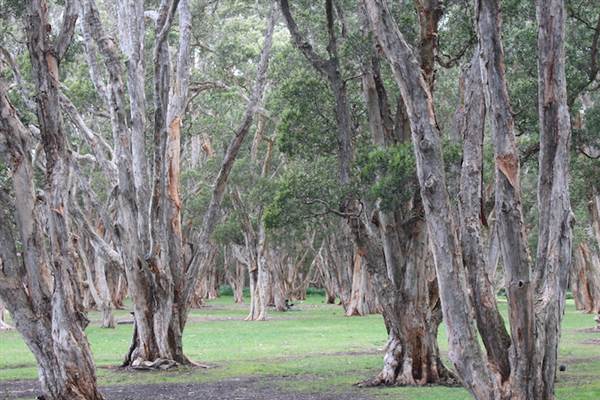 Centennial Park - Lachlan Reserve (24/10/2014)