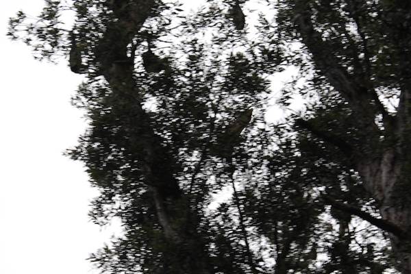 Centennial Park - Lachlan Swamp (24/10/2014)