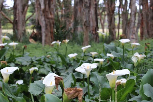 Centennial Park - Lachlan Swamp (24/10/2014)