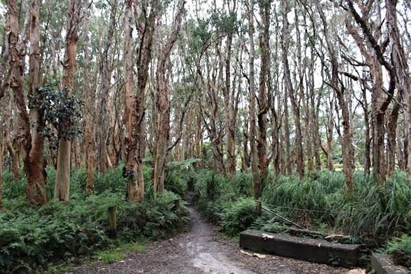 Centennial Park - Lachlan Swamp (24/10/2014)
