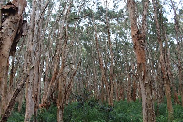 Centennial Park - Lachlan Swamp (24/10/2014)