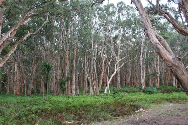 Centennial Park - Lachlan Swamp (24/10/2014)