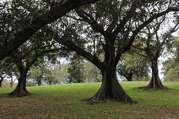 Centennial Park - Mount Steel (24/10/2014)