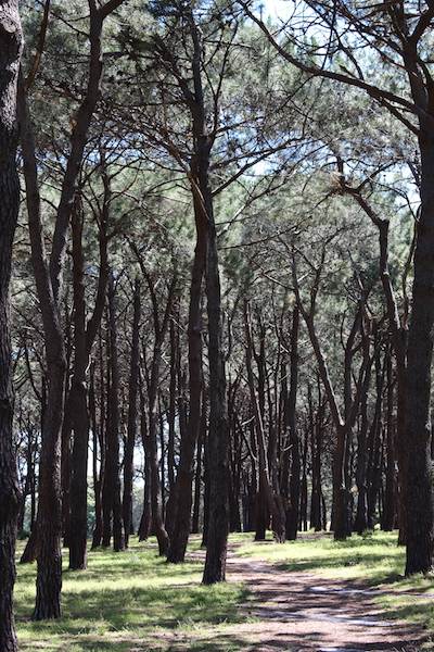Centennial Park - Pine Grove (24/10/2014)