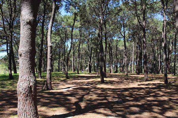 Centennial Park - Pine Grove (24/10/2014)