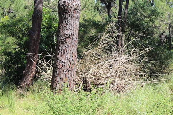 Centennial Park - Sandstone Ridge (24/10/2014)