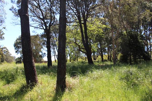 Centennial Park - Sandstone Ridge (24/10/2014)