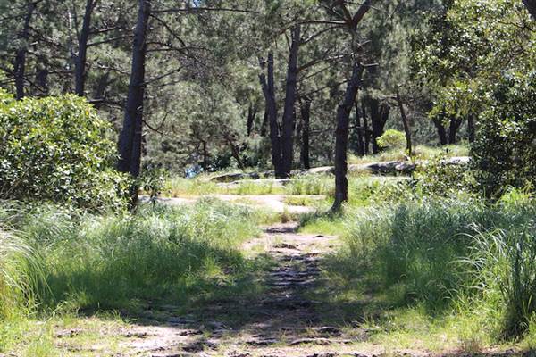 Centennial Park - Sandstone Ridge (24/10/2014)