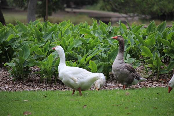 Centennial Park - Frog Hollow (24/10/2014)