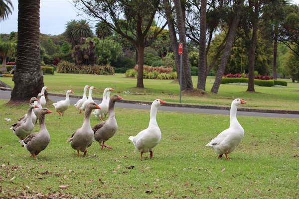 Centennial Park - Frog Hollow (24/10/2014)
