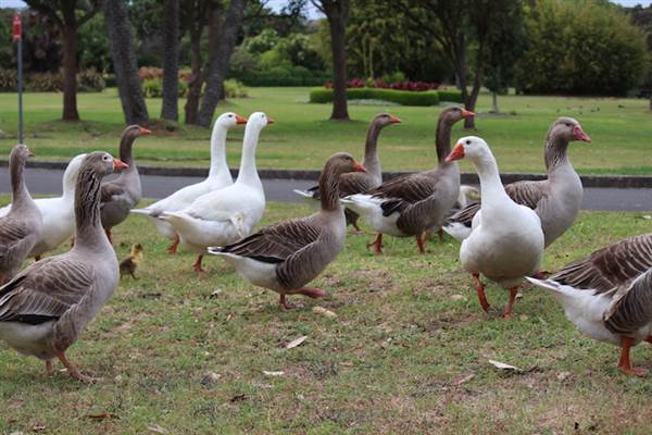 Centennial Park - Frog Hollow (24/10/2014)