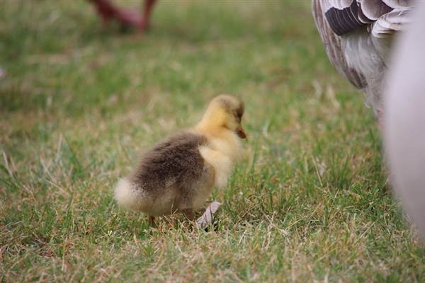Centennial Park - Frog Hollow (24/10/2014)