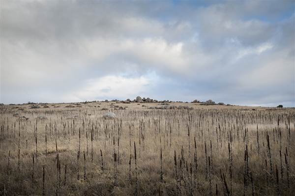 Monaro Plains (14/11/2014 - Credits: Colin McDougall)