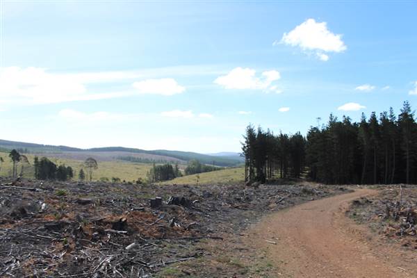 Jenolan State Forest - Logged Area (16/03/2015 - Credits: Jeremy Peek)