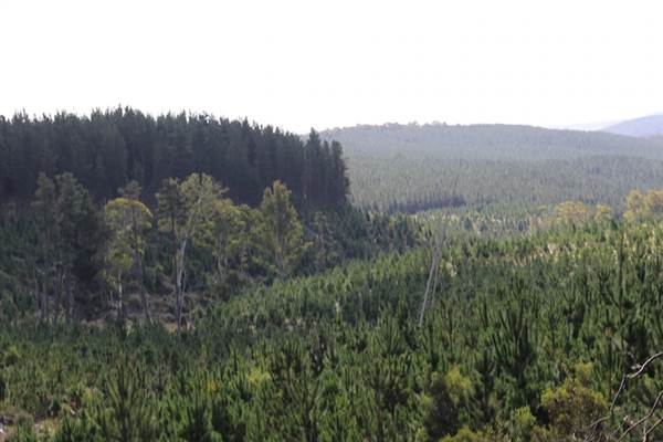 Jenolan State Forest - Logged Area (16/03/2015 - Credits: Jeremy Peek)