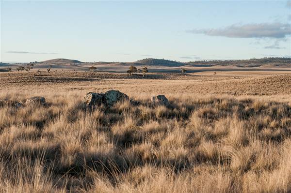 Monaro Plains (20/06/2015 - Credits: Colin McDougall)