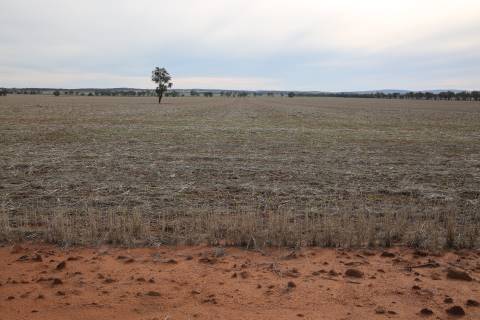 Fields near Ardlethan (27/07/2015)