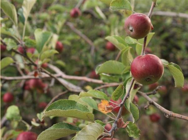 Logan Brae Orchard (17/04/2015)