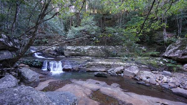 Minnamurra Rainforest Walk - Budderoo National Park (2/07/2016 - Credits: Mary Barltrop)