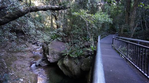 Minnamurra Rainforest Walk - Budderoo National Park (2/07/2016 - Credits: Mary Barltrop)