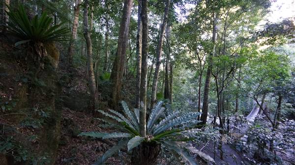Minnamurra Rainforest Walk - Budderoo National Park (2/07/2016 - Credits: Mary Barltrop)