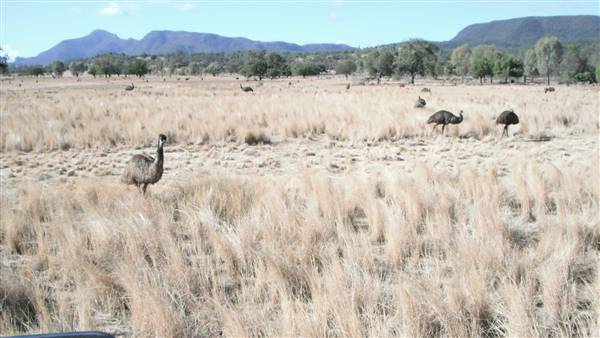 Emu Logic (17/01/2017)