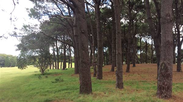Centennial Park - Pine Grove (30/04/2017 - Credits: Shannon Wheeler)